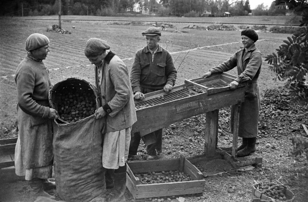 Ihmisiä palstalla lajittelemassa perunoita Herttoniemessä 1954